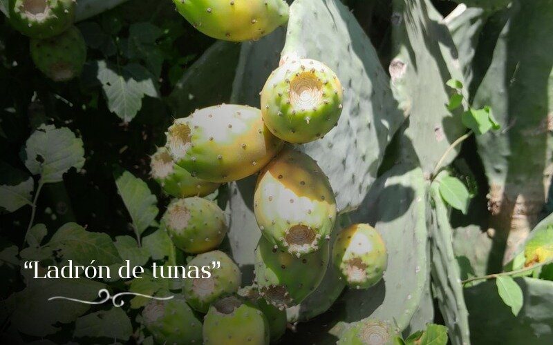 21-LADRON DE TUNAS