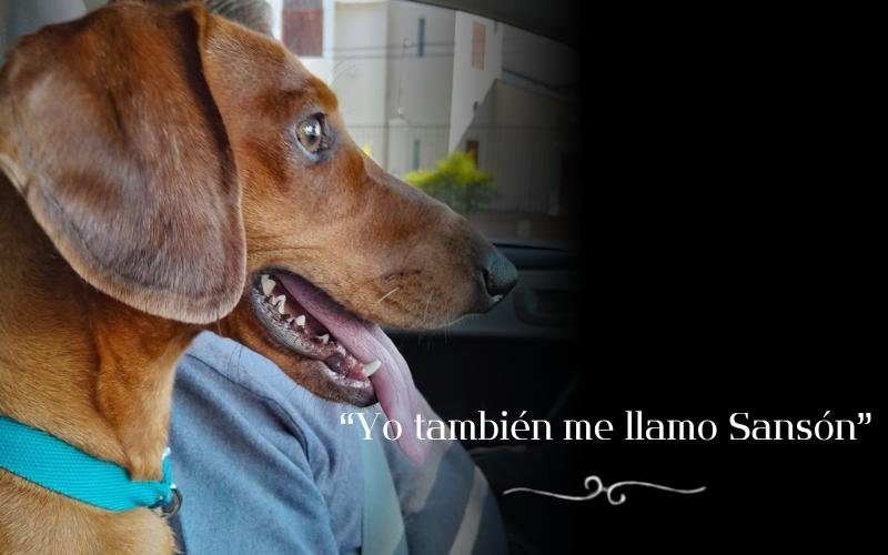 75-Yo también me llamo Sansón